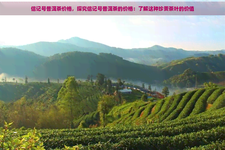 信记号普洱茶价格，探究信记号普洱茶的价格：了解这种珍贵茶叶的价值