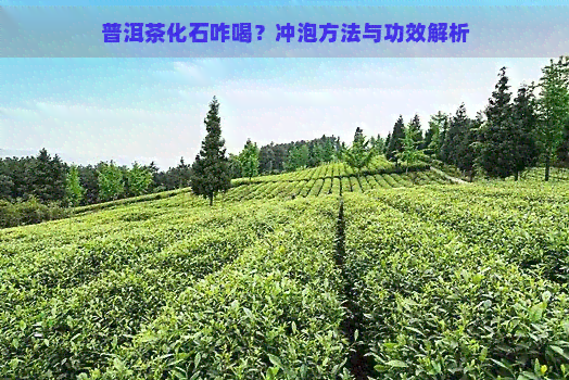 普洱茶化石咋喝？冲泡方法与功效解析