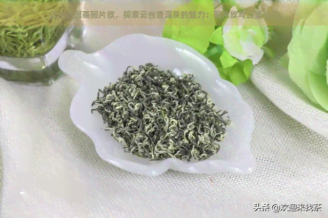 云台普洱茶图片欣，探索云台普洱茶的魅力：图片欣与品鉴指南