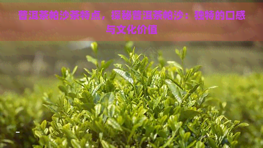 普洱茶帕沙茶特点，探秘普洱茶帕沙：独特的口感与文化价值