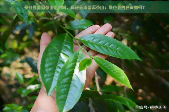 景谷县普洱茶山出名吗，探秘云南普洱茶山：景谷县的名声如何？