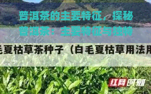 普洱茶的主要特征，探秘普洱茶：主要特征与独特魅力