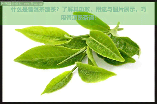 什么是普洱茶渣茶？了解其功效、用途与图片展示，巧用普洱熟茶渣！