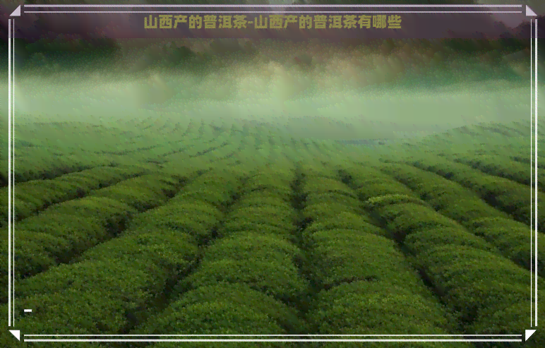 山西产的普洱茶-山西产的普洱茶有哪些