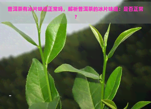 普洱茶有冰片味道正常吗，解析普洱茶的冰片味道：是否正常？