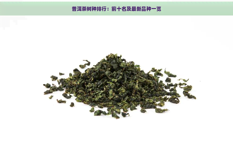 普洱茶树种排行：前十名及最新品种一览