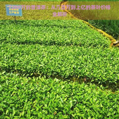 7200万的普洱茶：从几百万到上亿的茶叶价格全解析