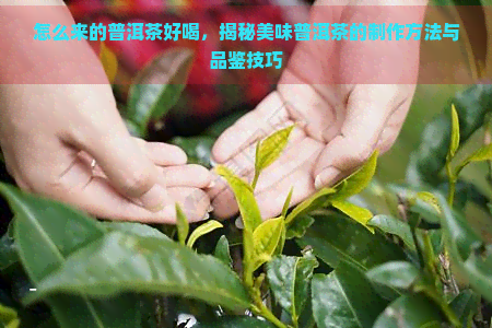 怎么来的普洱茶好喝，揭秘美味普洱茶的制作方法与品鉴技巧