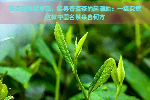 普洱茶从哪里来，探寻普洱茶的起源地：一探究竟这款中国名茶来自何方