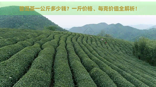 普洱茶一公斤多少钱？一斤价格、每克价值全解析！