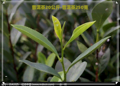 普洱茶20公斤-普洱茶250克