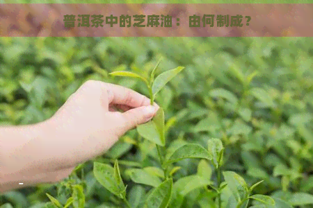 普洱茶中的芝麻油：由何制成？