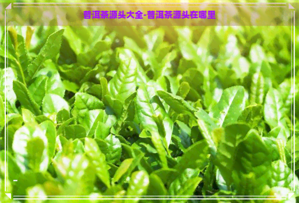 普洱茶源头大全-普洱茶源头在哪里