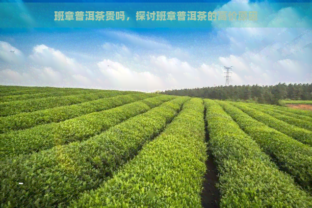 班章普洱茶贵吗，探讨班章普洱茶的高价原因