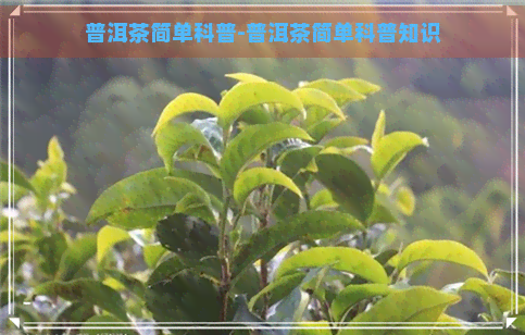 普洱茶简单科普-普洱茶简单科普知识