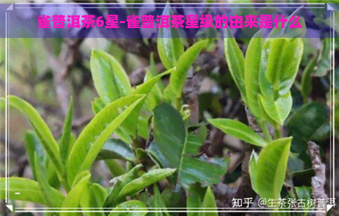 雀普洱茶6星-雀普洱茶星级的由来是什么