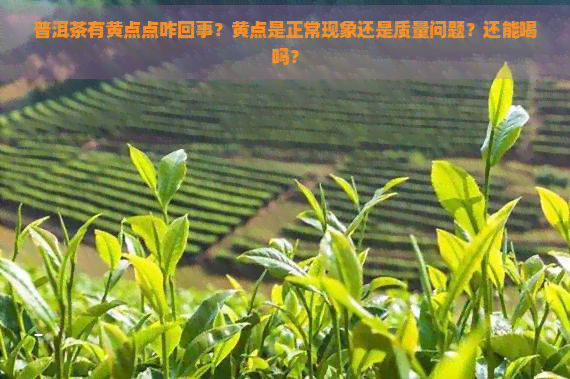 普洱茶有黄点点咋回事？黄点是正常现象还是质量问题？还能喝吗？