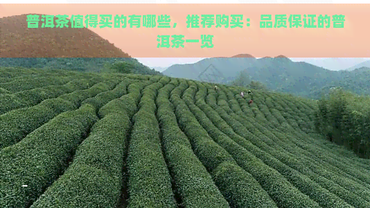 普洱茶值得买的有哪些，推荐购买：品质保证的普洱茶一览