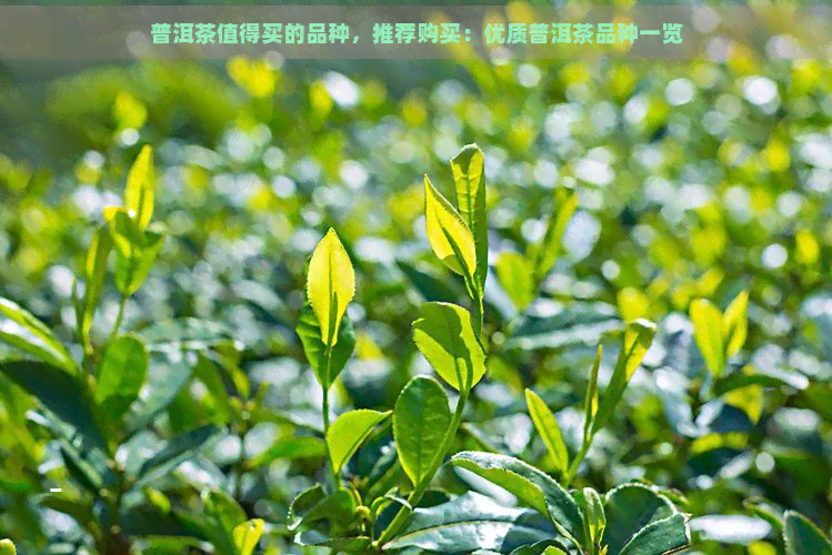 普洱茶值得买的品种，推荐购买：优质普洱茶品种一览