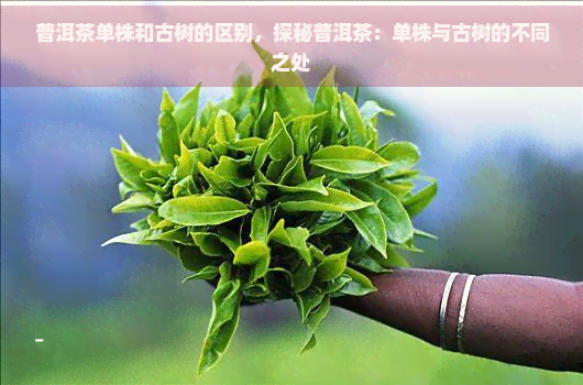 普洱茶单株和古树的区别，探秘普洱茶：单株与古树的不同之处