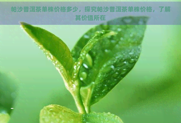 帕沙普洱茶单株价格多少，探究帕沙普洱茶单株价格，了解其价值所在