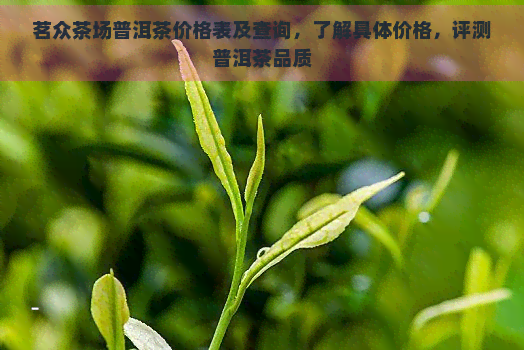 茗众茶场普洱茶价格表及查询，了解具体价格，评测普洱茶品质