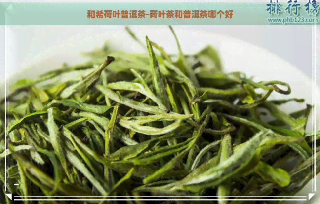 和希荷叶普洱茶-荷叶茶和普洱茶哪个好