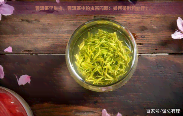 普洱茶里生虫，普洱茶中的虫害问题：如何鉴别和处理？