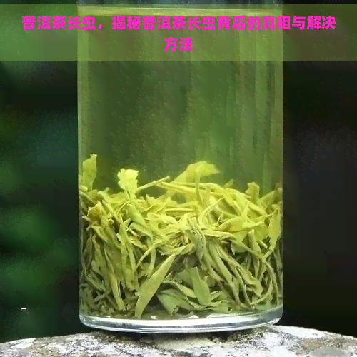 普洱茶长虫，揭秘普洱茶长虫背后的真相与解决方法