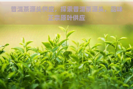 普洱茶源头供应，探索普洱茶源头，品味正宗原叶供应