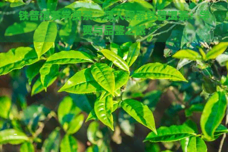 铁普洱茶学费茶，深入探索铁普洱茶：学费与品鉴之旅