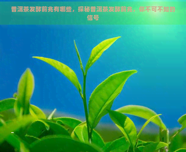 普洱茶发酵前兆有哪些，探秘普洱茶发酵前兆，你不可不知的信号