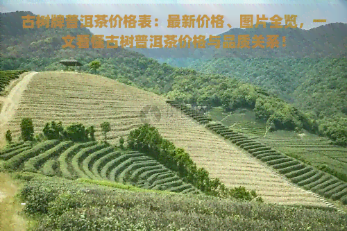 古树牌普洱茶价格表：最新价格、图片全览，一文看懂古树普洱茶价格与品质关系！