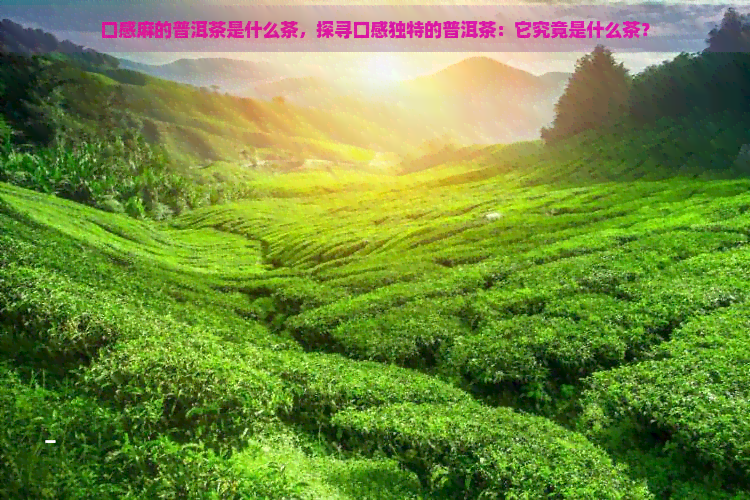 口感麻的普洱茶是什么茶，探寻口感独特的普洱茶：它究竟是什么茶？