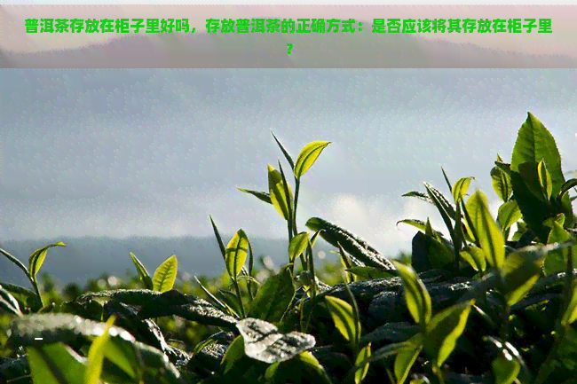 普洱茶存放在柜子里好吗，存放普洱茶的正确方式：是否应该将其存放在柜子里？