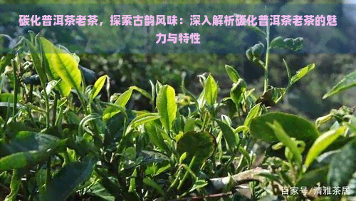 碳化普洱茶老茶，探索古韵风味：深入解析碳化普洱茶老茶的魅力与特性