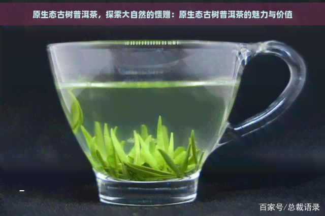 原生态古树普洱茶，探索大自然的馈赠：原生态古树普洱茶的魅力与价值