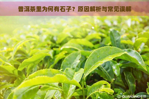 普洱茶里为何有石子？原因解析与常见误解