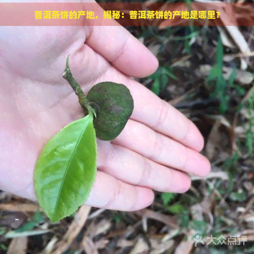 普洱茶饼的产地，揭秘：普洱茶饼的产地是哪里？