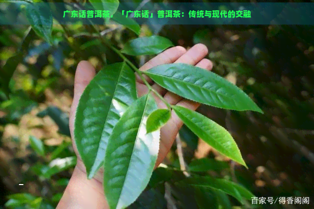 广东话普洱茶，「广东话」普洱茶：传统与现代的交融