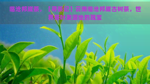 临沧邦崴茶，【寻茶记】云南临沧邦崴古树茶，世界茶叶发源地的瑰宝