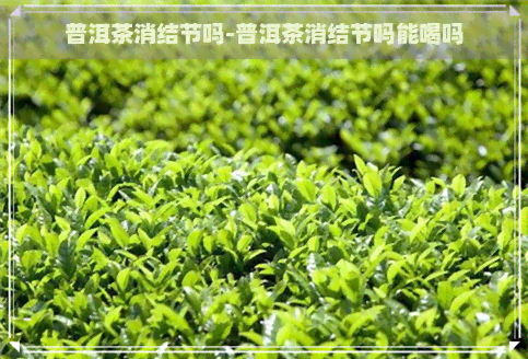 普洱茶消结节吗-普洱茶消结节吗能喝吗