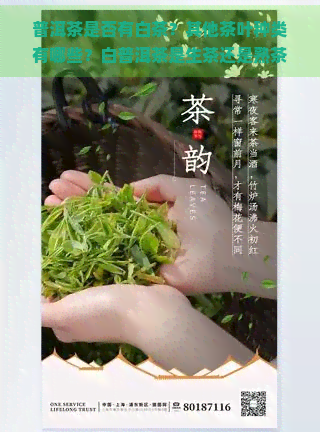 普洱茶是否有白茶？其他茶叶种类有哪些？白普洱茶是生茶还是熟茶？