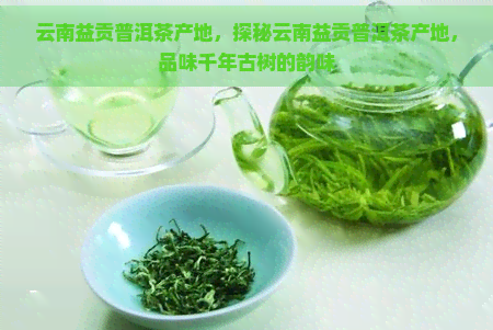 云南益贡普洱茶产地，探秘云南益贡普洱茶产地，品味千年古树的韵味