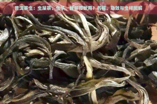 普洱茶虫：虫屎茶、虫子、蛀茶可饮用？名称、功效与虫样图解