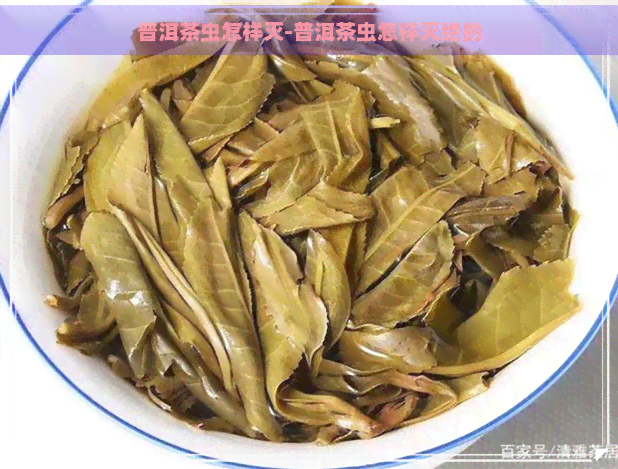 普洱茶虫怎样灭-普洱茶虫怎样灭绝的