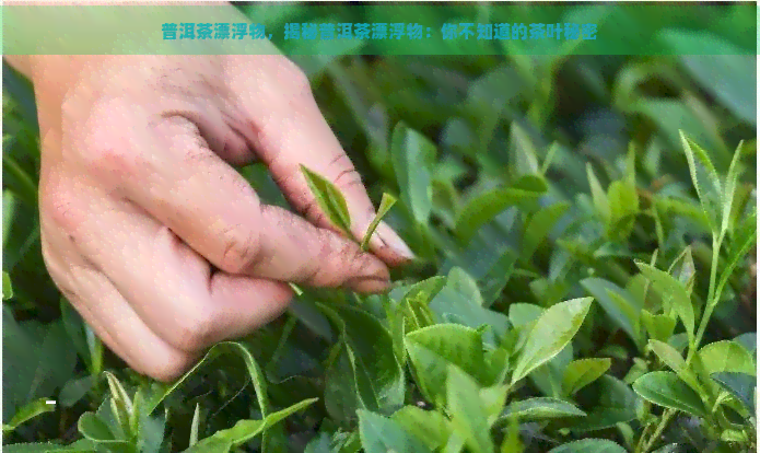 普洱茶漂浮物，揭秘普洱茶漂浮物：你不知道的茶叶秘密