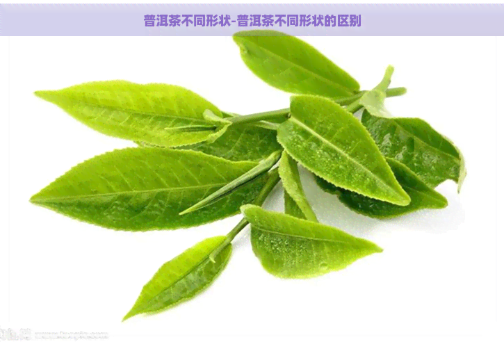 普洱茶不同形状-普洱茶不同形状的区别