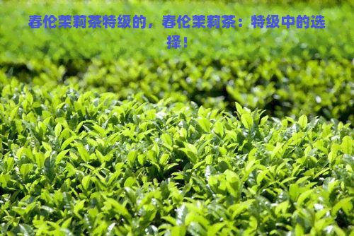 春伦茉莉茶特级的，春伦茉莉茶：特级中的选择！