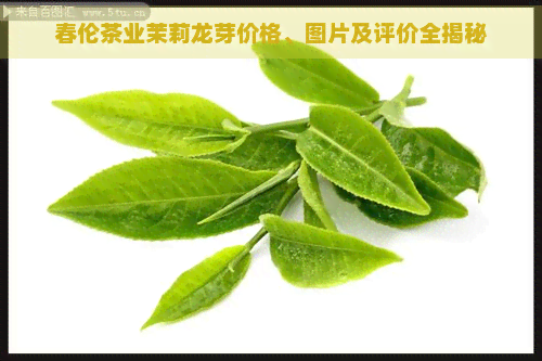 春伦茶业茉莉龙芽价格、图片及评价全揭秘